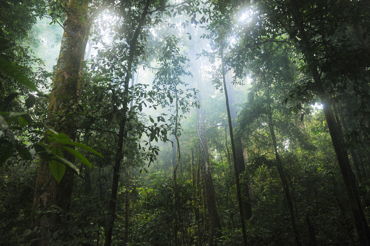 Tropischer Wald